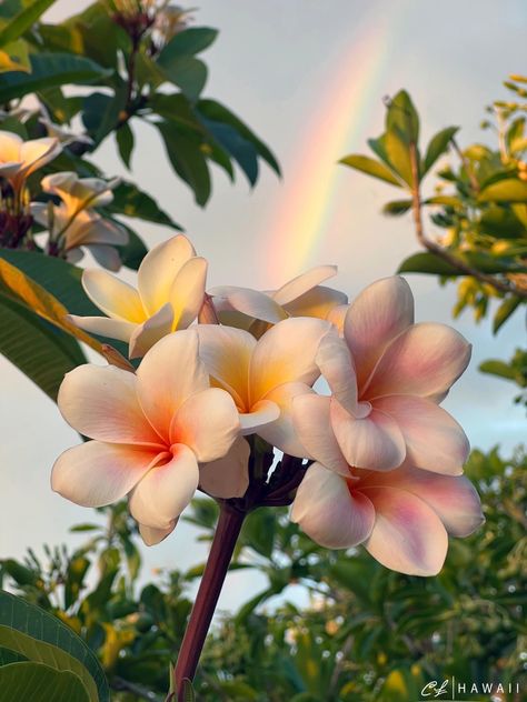 Plumeria Wallpaper Aesthetic, Plumeria Bonsai, Plumeria Aesthetic, Manba Gyaru, Plumeria Tree, Find Aesthetic, Hawaiian Plumeria, Plumeria Flowers, Power Board