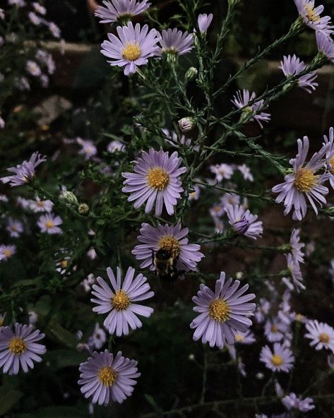 Aster Flower Aesthetic, Aster Aesthetic, Smooth Aster, Moss Bed, September Flower, Milkweed Pods, Aster Flowers, Purple Flowers Garden, Autumn Clematis