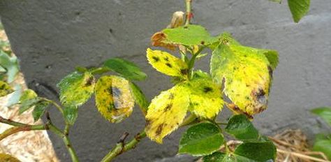 Leaves on roses with black spot eventually turn yellow and fall off Yellow Leaves On Roses, Knockout Rose Tree, When To Prune Roses, Black Spot On Roses, Rose Fertilizer, Pruning Roses, Knockout Roses, Rose Bushes, Rose Care