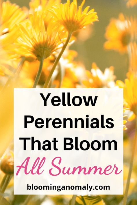 Yellow Perennials That Bloom All Summer Yellow Perennials Full Sun, Woodland Yard, Yellow Flowering Plants, Flowering Shade Plants, Yellow Perennials, Perennials Flowers, Urban Gardens, Full Sun Perennials, Annual Flowers