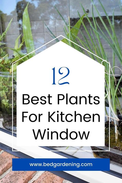 Diy Garden Window Kitchen, Greenhouse Window Kitchen Decor, Kitchen Window Plants Hanging, Plant Hangers Indoor Kitchen Windows, How To Decorate Kitchen Window Sill, Best Plants For Kitchen Window, Diy Window Shelves For Plants, Hanging Plants In Kitchen Window, Kitchen Window Ideas Over Sink Plants