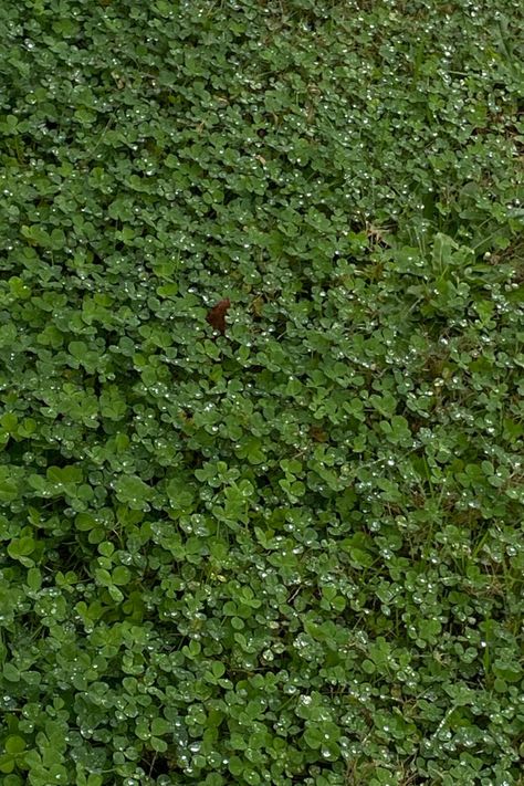 Clover Field, The Marauders, Dark Night, Art Studies, Green Aesthetic, Stone, Green