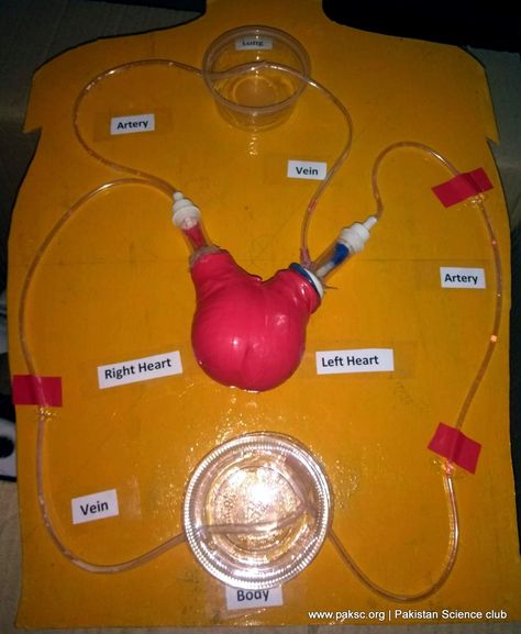 Best Working Model of Heart and Circulatory system of Human for Science Project Circulatory System Notes, Circulatory System Model, Model Of Heart, Circulatory System Projects, Circulatory System For Kids, Biology Science Fair Projects, Circulatory System Activities, Human Body Systems Projects, Body Systems Project