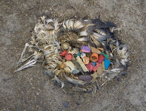 Midway Islands, Face Reality, Chris Jordan, Mass Culture, Plastic Pollution, Environmental Issues, Makeup Guru, Plastic Waste, Pollution