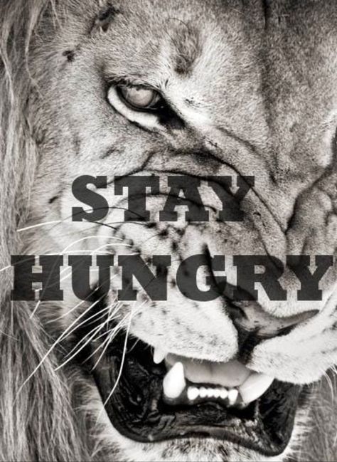 Stay Hungry Positive Mind Positive Vibes, Motivation Citation, Lion Quotes, Stay Hungry, Wallpaper Tumblr, Motivation Fitness, Visual Statements, Positive Mind, Sport Motivation