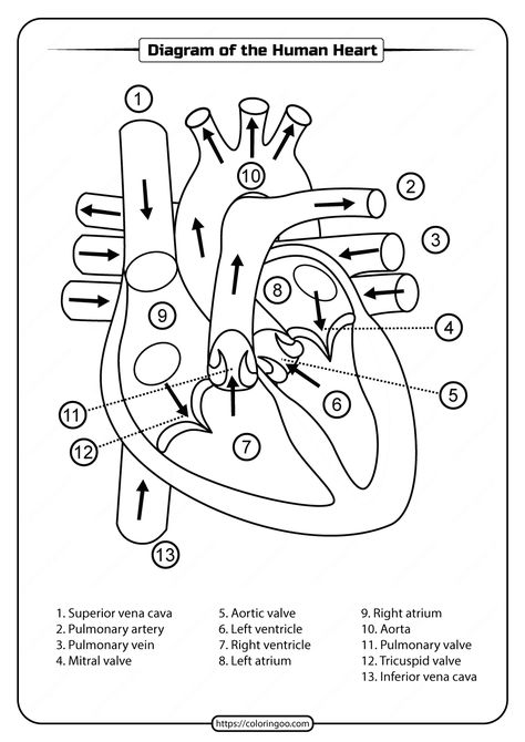 Printable Diagram of the Human Heart Pdf Worksheet. #free #printable #diagram #humanheart #human #heart #pdf #worksheet Heart Worksheet, Heart Blood Flow, Human Heart Diagram, Anatomi Dan Fisiologi, Heart Structure, Heart Diagram, Avatarul Aang, Biology Worksheet, Nurse Study Notes