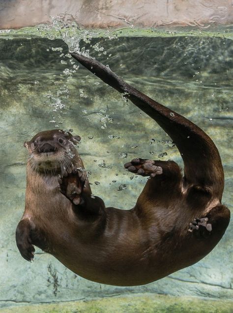 Otter swimming Lambton Worm, Otter Tattoo, Tennessee Aquarium, Otter Art, Anatomy References, Otter Pops, Otters Cute, River Otter, Sculpey Clay