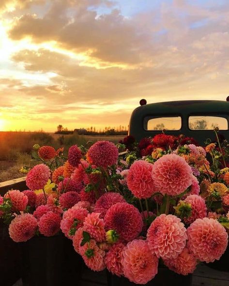 Prairie Flower, Flower Farmer, Nothing But Flowers, Flower Therapy, Haiwan Peliharaan, Flower Farm, Flowers Nature, Better Homes And Gardens, Love Flowers