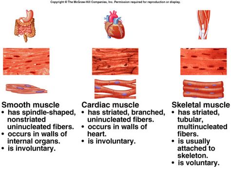 Muscular System - the Human Body SystemsBy: Jillian Nelson Types Of Muscle Tissue, Tissue Biology, Types Of Muscles, Muscular System, Muscle Anatomy, Human Body Systems, Muscles In Your Body, Human Anatomy And Physiology, Skeletal Muscle