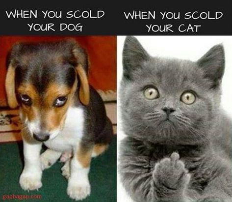 15 Hilarious Cat Vs. Dog Memes To Prove Who's The Boss - I Can Has Cheezburger? Cat Vs Dog, Pictures Of Cats, Memes Humor, Funny Cat Memes, Funny Animal Memes, Komik Internet Fenomenleri, Animal Jokes, Cats And Dogs, Animal Quotes