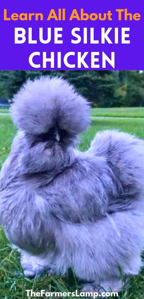 blue silkie bantam chicken standing grass with words that read learn all about the blue silkie chicken the farmers lamp dot com Silkie Chickens Colors, Silkie Bantam, Silkie Chickens, Backyard Chicken Farming, Serene Nature, Backyard Poultry, Pet Chickens, Chicken Farm, Raising Chickens