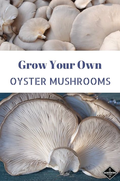 How To Grow Mushrooms, Edible Fungi, Grow Mushrooms, Growing Mushrooms At Home, Gardening Guide, Mushroom Cultivation, Garden Mushrooms, Oyster Mushrooms, Edible Mushrooms