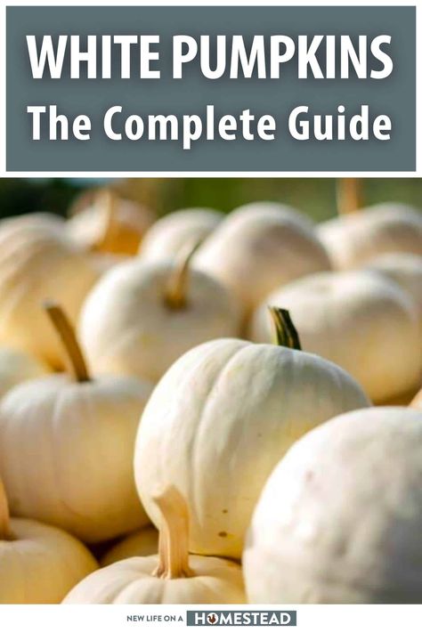 How To Cook A White Pumpkin, White Pumpkins Recipes, Carved White Pumpkin, White Pumpkin Recipes Fresh, White Squash Recipes, White Pumpkin Recipes, White Pumpkin Decorating Ideas, White Pumpkin Ideas, Pumpkin Meaning