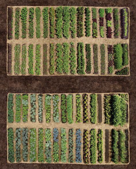 How to Plan Your Vegetable Garden Vegetable Garden Tips, Garden Layout Vegetable, Vegetable Garden Planning, Urban Farmer, Garden Cart, Meteor Garden 2018, Market Garden, Magic Garden, Homestead Survival