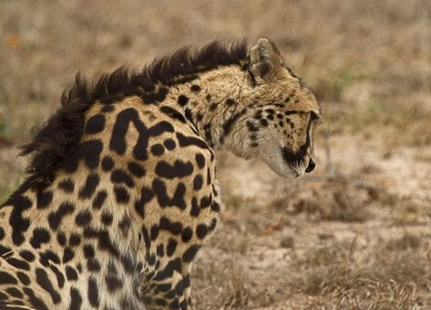 41 Strange on Twitter: "The rare ‘King Cheetah’ with three stripes running down its back, the result of a genetic mutation… " King Cheetah, Cat Reference, Pretty Animals, Cheetahs, Warrior Cats, Lynx, Animal Photo, Beautiful Cats, Big Cats