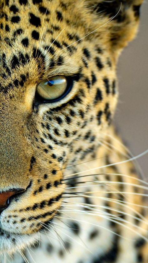 Pin de Brennan Walls em Animals em 2022 | Fotos de animais selvagens, Animais selvagens, Fotos de animais Leopard Pictures, تويوتا لاند كروزر, Regard Animal, Jaguar Animal, Wild Animal Wallpaper, Cai Sălbatici, Photo Animaliere, Leopard Face, Animal Mural