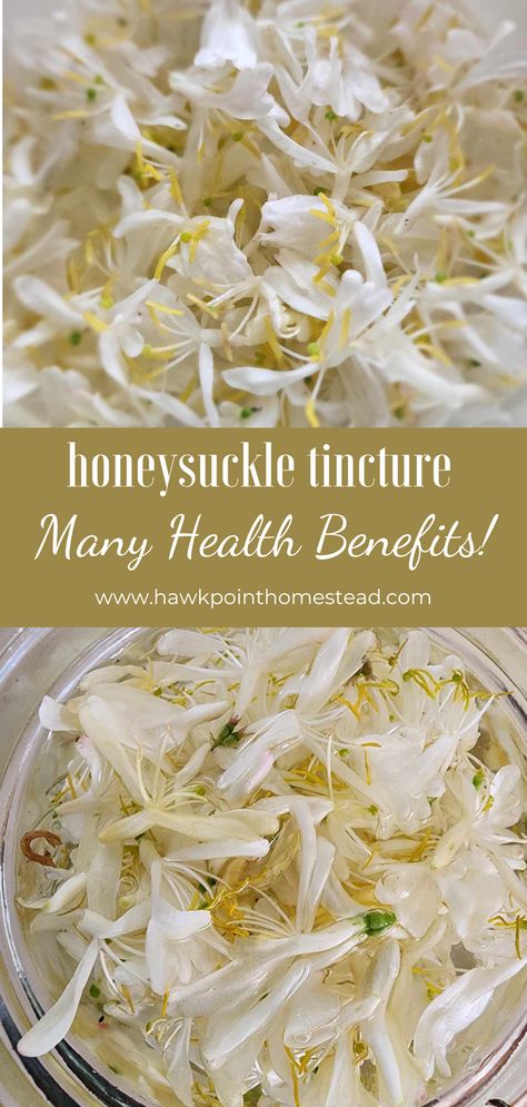 This honeysuckle tincture has several health benefits. Herbal tinctures are easy to make and can provide so many natural benefits. Herbal tinctures are basically a concentrated herbal extract made with alcohol. Alcohol, such as vodka, is added to a fresh or dried herb to extract the active ingredients of the herb. Herbal tinctures have been used for centuries for their healing properties and there are so many you can make and use, all with their own properties. Mint Tincture Uses, Hawthorn Tincture Recipe, Fresh Herb Tincture, Herbal Tinctures Recipes, Honeysuckle Tincture Recipe, Honeysuckle Tincture, Skullcap Tincture Recipe, White Clover Tincture, Herb Tinctures