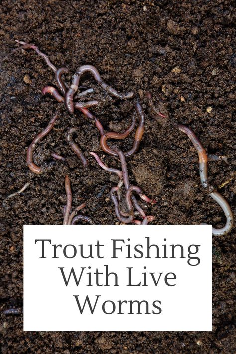 Plastic Worms, Fishing Techniques, Trout Fishing, Beginners Guide, Easy To Use, Fishing, Fish