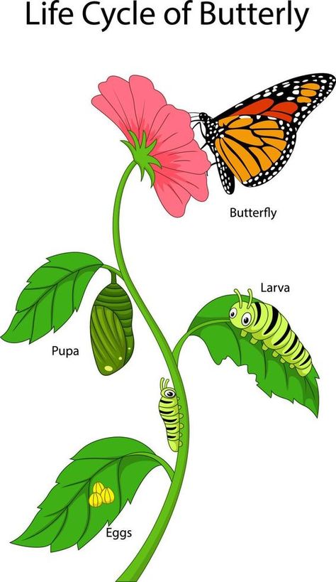 Illustration of a monarch butterfly life cycle Monarch Illustration, Butterfly Life Cycle Art, Butterfly Cycle, Monarch Butterfly Life Cycle, Moth Life Cycle, Butterfly Pupa, Life Cycles Preschool, Butterfly Life Cycle Craft, Monarch Butterflies Art