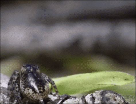 Maratus personatus mating dance | Spiders | Know Your Meme One Two Three, Motion Design Animation, The Spider, Arachnids, First Second, Moving Pictures, Fluffy Animals, Know Your Meme, Chipmunks