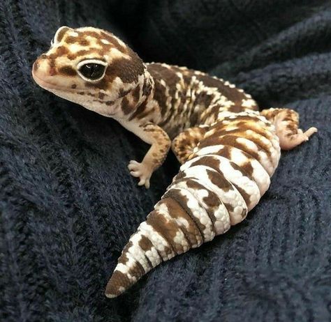 Beaux Serpents, Leopard Gecko Cute, Cute Gecko, Pet Lizards, Cute Lizard, Söpö Kissa, Cute Reptiles, Pet Halloween Costumes, Animale Rare