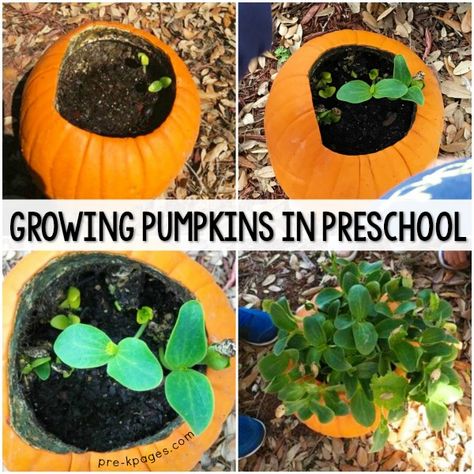 Planting Pumpkin Seeds with Preschool Kids Seed Activities For Preschool, Pumpkin Seed Activities, Grow Pumpkins From Seeds, Seeds Preschool, Planting Pumpkin Seeds, Growing Pumpkin, Experiment Preschool, Pumpkin Preschool, Pumpkin Activities Preschool