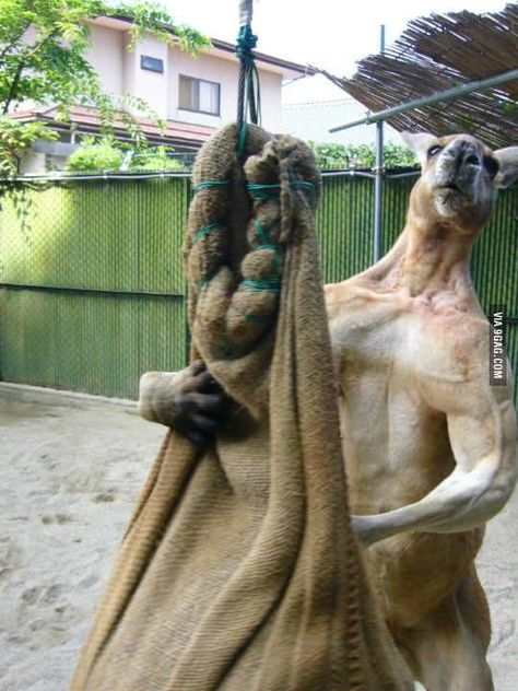 Using this punching bag, mate? Animal Captions, Punching Bag, Funny Captions, Funny Animal Pictures, Wildlife Art, Animal Kingdom, Funny Photos, Funny Images, Animals And Pets