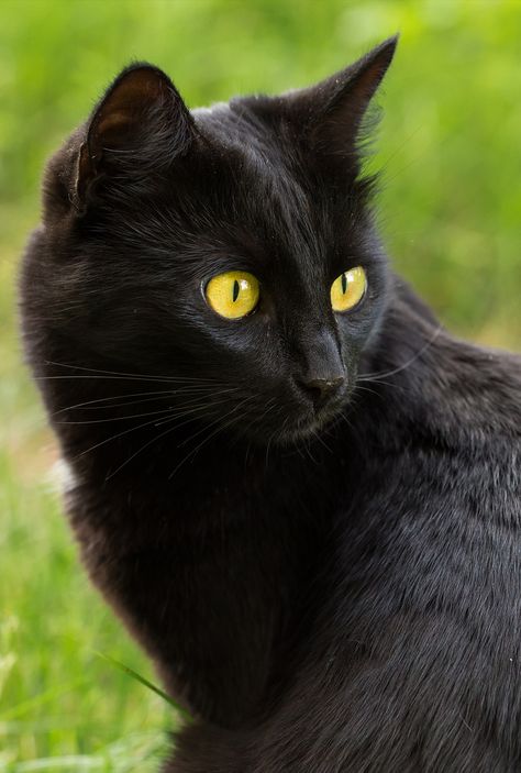 Fluffy Cat Breeds, Black Cat Pictures, Bombay Cat, Black Cat Aesthetic, Black Cat Lover, Super Store, Cats For Sale, Cat Pose, Cat Parenting