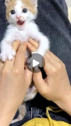 Hear Cat, Cat With Blue Eyes, Innocent People, Kitten Rescue, Cute Little Kittens, Cat Tail, Old Cats, Outdoor Cats, Little Kittens