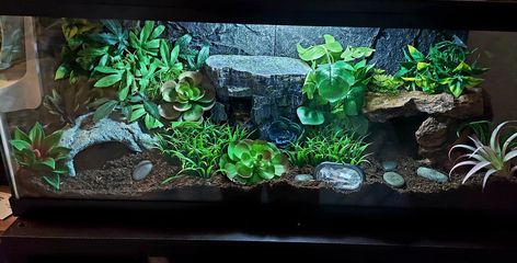 Leopard Gecko Habitat Ideas 20 Gallon, African Fat Tailed Gecko Enclosure, Bioactive Ball Python Enclosure Ideas, Leopard Gecko Bioactive Tank, Snake Tank Setup, Bioactive Leopard Gecko Tank, Leapord Gecko Habitat Ideas, Leopard Gecko Enclosure Ideas, Cute Leopard Gecko Tank Ideas