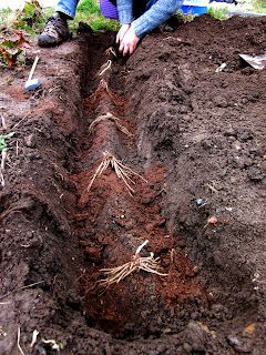 transition city allotment: starting an asparagus bed Planting Asparagus, Asparagus Plant, Growing Asparagus, Plants Growing, Vegetable Gardens, Garden Veggies, Veg Garden, Garden Guide, Kew Gardens