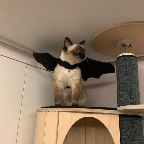 Siamese cat with a bat wings Halloween costume Cat Bat Costume, Cat Halloween Costume Pet, Tiger Halloween, Cat Dressed Up, Matching Halloween Costumes, Bat Costume, Halloween Party Decoration, Tonkinese, Cat Dress