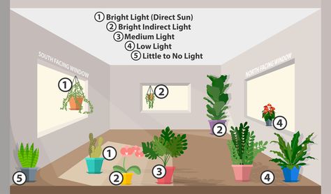 Houseplant Lighting 101 - Van Wilgen's Garden Center Indoor Plant Lights, Bright Indirect Light, Plant Window, Plant Care Houseplant, Inside Plants, Iron Plant, Indirect Sunlight, Bright Rooms, Low Light Plants