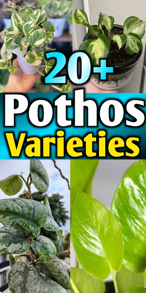 Pothos varieties with names and pictures Pink Pothos Plant, Different Types Of Pothos, Different Pothos Plants, Pothos Plant Types, Rare Pothos Varieties, Hawaiian Pothos Plant, Pathos Varieties, Pothos Varieties Chart, Pothos Plant Varieties