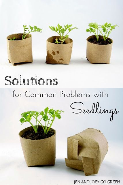 6 Common Problems that are faced when growing seeds indoors and very simple solutions to save your plants. Growing Seeds Indoors, Pollution Prevention, Seedling Pots, Garden Plant Pots, Growing Seeds, Food Garden, Eco Friendly Living, Seed Starting, Green Garden