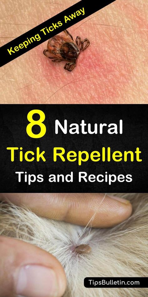 Find out eight tips and recipes on how to make natural tick repellent for humans, dogs, and other pets. See how you can create DIY tick repellent sprays with the help of tea tree, white vinegar, and other powerful ingredients. #KeepingTicksAway How To Get Rid Of Ticks On Dogs, Horsefly Trap, Tick Repellent For Humans, Homemade Tick Repellent, Tick Repellent For Dogs, Spider Repellent, Natural Tick Repellent, Spiders Repellent, Ancient Remedies