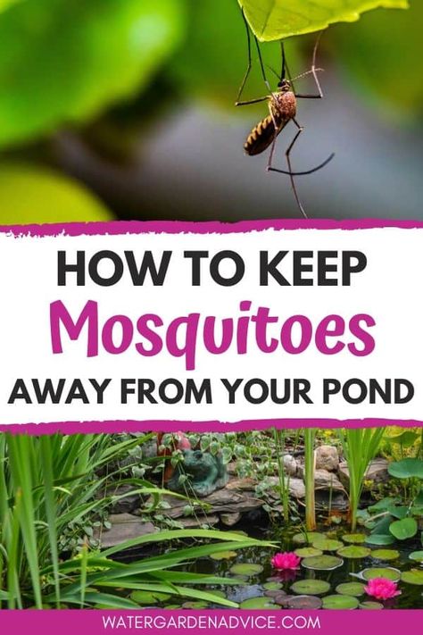 Pond Care Tips, Plants For Ponds Water, Farm Pond Ideas, Turtle Ponds Backyard Diy, Farm Pond Landscaping, Diy Ponds Backyard Simple, Garden Ponds Ideas, Small Garden Pond, Water Plants For Ponds