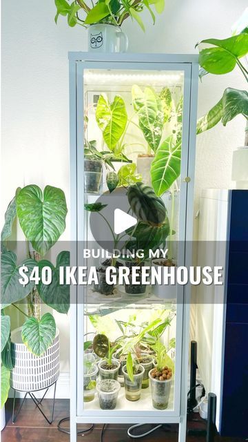 Michelle A. on Instagram: "Full video of my DIY greenhouse setup is up on my YT 📺  If you comment “BAGGEBO”, I’ll send you every single thing I researched and used to convert this $40 IKEA Baggebo into a functioning greenhouse along with the full video tutorial from my YT channel (also all Iinked on my 📄).   This did NOT take me 8 months like my Rudsta greenhouse 😅 and it only comes in white so no spray painting necessary (IYKYK).   Humidity hits about 70% and there’s no humidifier. The more plants you stuff in, the higher the humidity will be. And the custom acrylic pegboard set from @modernaqua  allows the most functional AND aesthetic way to house more plants in this greenhouse. (I have a c o u p o n code for anything on their site too!). The shelves have pre-drilled holes that are d Acrylic Pegboard, Ikea Baggebo, Greenhouse Setup, Ikea Indoor Garden, Diy Display Shelf, Ikea Pegboard, Window Greenhouse, Plant Display Ideas, Indoor Greenhouse