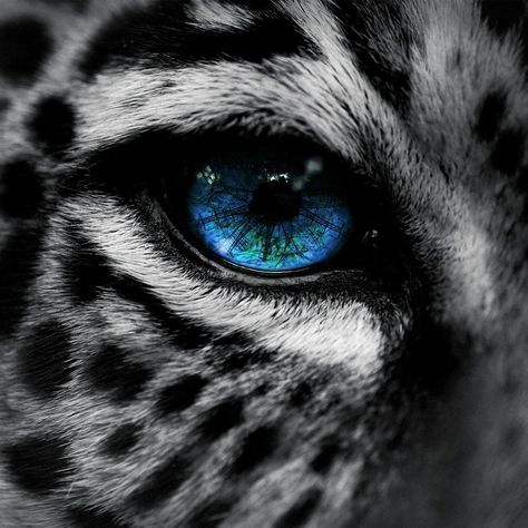 Blue eye snow leopard Jaguar Wallpaper, Selective Color Photography, Leopard Eyes, Macan Tutul, Amur Leopard, Eye Close Up, Laptop Cover, Eyes Wallpaper, Dell Xps