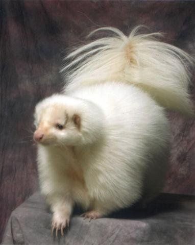 White Skunk White Skunk, Dream Pet, Albino Animals, Power Animal, Secret Life Of Pets, The Tempest, Unusual Animals, Pretty Animals, Silly Animals