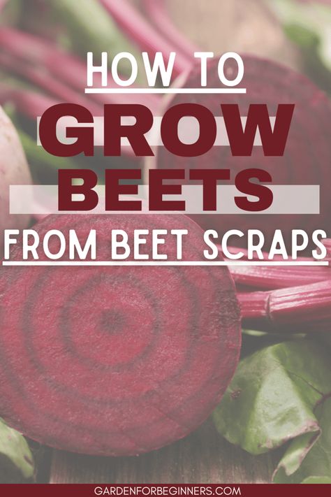 🍃Thriving in well-draining, organically rich soil, beets are easier to grow than you think! Our step-by-step guide on how to grow beets from scraps gives you green thumb secrets right from your kitchen! Repurpose your beet tops into a fresh crop, perfect for salads and dishes. Start nurturing your sustainable garden today. #HomeGardening #SustainableLiving #GrowYourOwn How To Grow Beets From Scraps, How To Grow Beets, Beet Tops, Grow Beets, Growing Beets, Fresh Crop, Organic Pest Control, Vegetable Garden For Beginners, Gardening Techniques