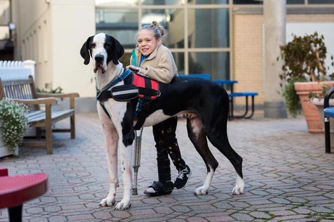 Loving Great Dane Who Helped His Human Walk Unassisted Is Treated to a Day of His Favorite Things Service Dogs Breeds, Dog Training Aggression, Service Dogs Gear, Tallest Dog, Dog Clothes Diy, Cute Dog Collars, Great Dane Puppy, Dog Grooming Business, Assistance Dog