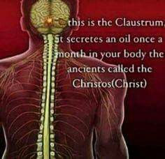 Claustrum 33 Vertebrae, High Consciousness, Kundalini Shakti, Kemetic Spirituality, Spiritual Ascension, Sacred Science, Kundalini Awakening, Cerebrospinal Fluid, African Spirituality