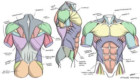 Stylized Anatomy, Anatomy Diagrams, Human Anatomy Reference, Anatomy References, Anatomy Sculpture, Anatomy Tutorial, Human Anatomy Drawing, Male Torso, Body Drawing Tutorial