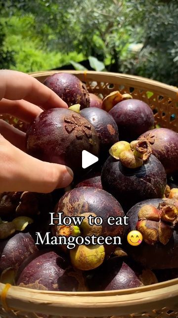 Good Hill Farms on Instagram: "Mangosteen - a tropical fruit with the perfect balance between sweet and sour flavor 🤌🏼

The fruit is know for:

1️⃣ Being highly nutritious and low in calories
2️⃣ Having anti-inflammatory properties
3️⃣ Promoting weight loss
4️⃣ Helping to maintain a healthy skin

Now that you already know how to eat it, place your order with us 😍

We deliver all over the US, right to your doorstep 🇺🇸

Get your box now - link in bio ⬆️

#mangosteen #healthyliving #fruitbowl #fruitsalad #fruitarian #fruitlovers" Mangosteen Recipe, Mangosteen Fruit, Picnic Vibes, Being High, Healthier Recipes, Exotic Fruit, Sweet And Sour, Tropical Fruits, Tropical Fruit