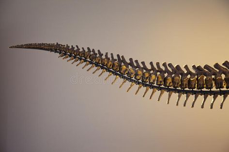 T-Rex Dinosaur Tail Skeleton. Bones of a fossilized Tyrannosaurus Rex tail on di , #spon, #Bones, #fossilized, #Tyrannosaurus, #Skeleton, #Rex #ad Bone Tail Drawing, Tyrannosaurus Skeleton, Monster Cosplay, Dino Tails, Bio Mechanical, Tail Bone, Sketching Practice, Dinosaur Tails, Creature Inspiration