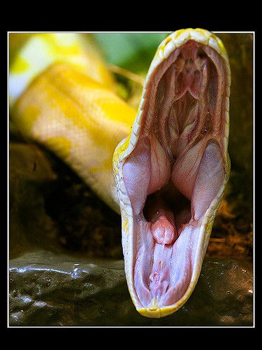 https://flic.kr/p/4iU6BL | "I'll eat You, if You get to near!" | Available as FineArt print. Contact me at guenter@leitenbauer.net   Tiger Python - yawning. Salzburgs "Haus der Natur", January 2008  Canon 5D with Sigma 150/2,8 Macro HSM 1/25s f/5,6  ISO 1250 -1EV handheld (!)  www.facebook.com/LeitenbauerPhotography Mouth Anatomy, Music Painting, Young Animal, Reptiles And Amphibians, Food Quality, Creature Concept, Exotic Pets, Pet Store, Amphibians