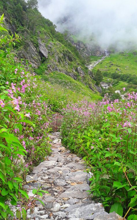 Valley Of Flowers Uttarakhand Video, Valley Of Flowers Uttarakhand, Hemkund Sahib, Beautiful Pathways, Flower Garden Pictures, Soothing Nature, Flower Forest, Valley Of Flowers, Dark Background Wallpaper