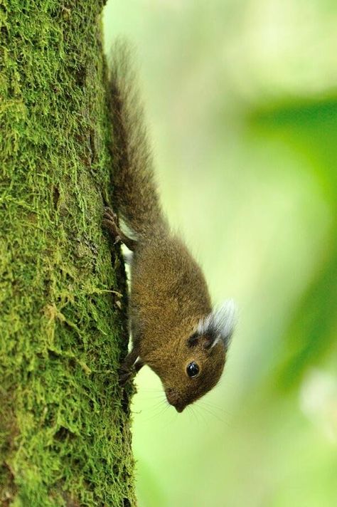 Squirrel Species, Borneo Island, Interesting Creatures, Small Mammals, Tree Bark, Weird Animals, Cute Animal Pictures, Unique Animals, Sweet Animals