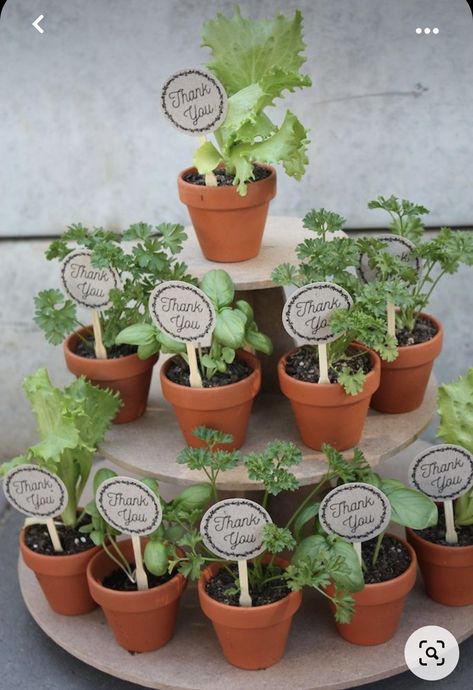 Seedling Party Favors, Terracotta Pot Party Favors, Seedling Wedding Favors, Herb Party Favors, Herb Wedding Favors, Plant Party Favors, Vegetable Wedding, Herb Centerpieces, Timothy Green